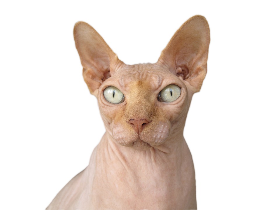 Sphynx Katze: Die faszinierende haarlose Rasse