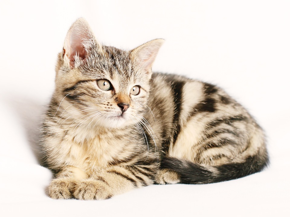 Tierkrankenversicherung Katze: Auswahl und Kosten