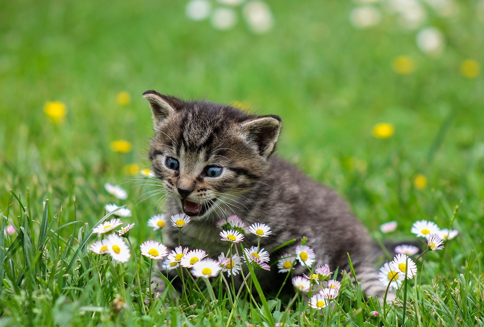 Tierversicherung Katze: Was zu beachten ist