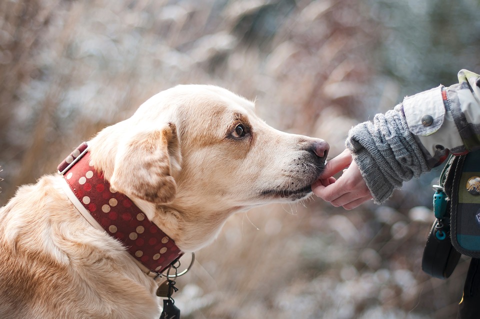 Wasserrute Hund: Symptome und Therapie