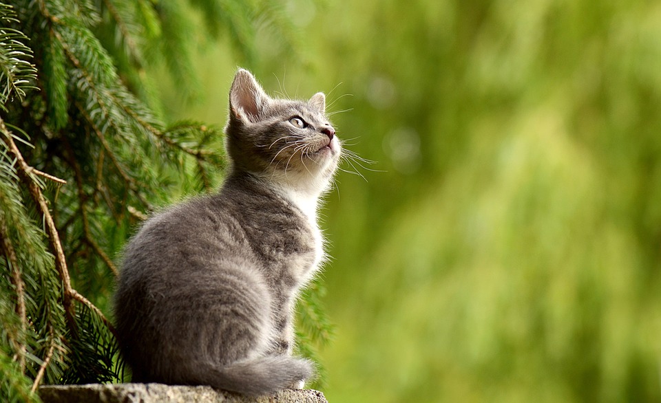 Wurmkur Katze: Behandlung und Prävention