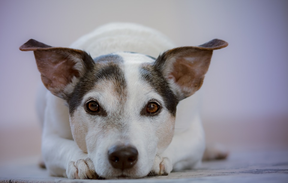 Hunde und das Immunsystem: Wie man ihre Gesundheit fördert