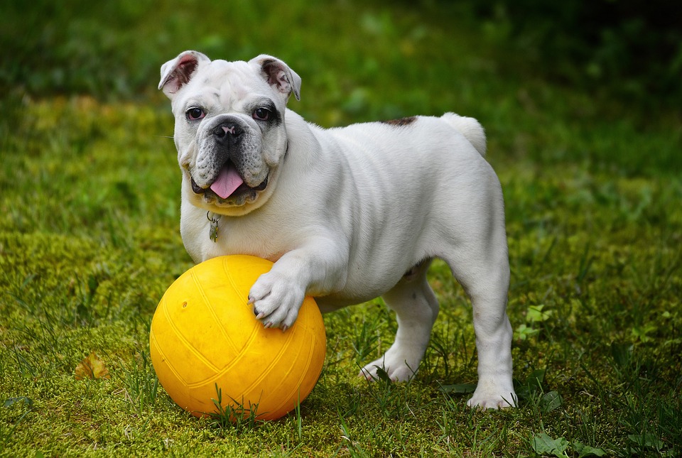 Hunde und ihre Instinkte: Warum graben sie Löcher im Garten?