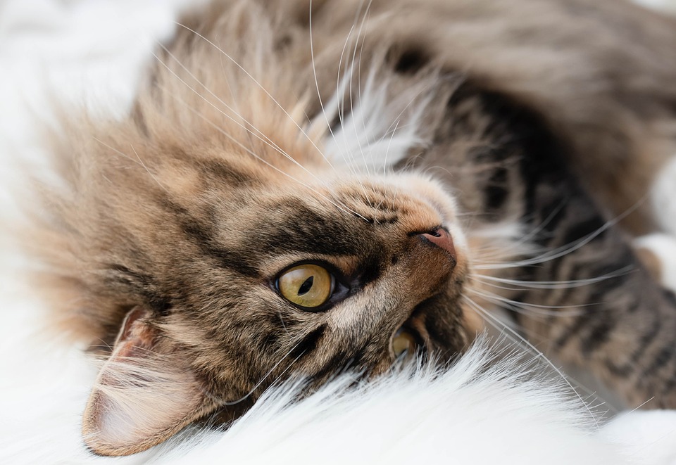 Warum Katzen schnurren: Das Geheimnis des beruhigenden Geräuschs
