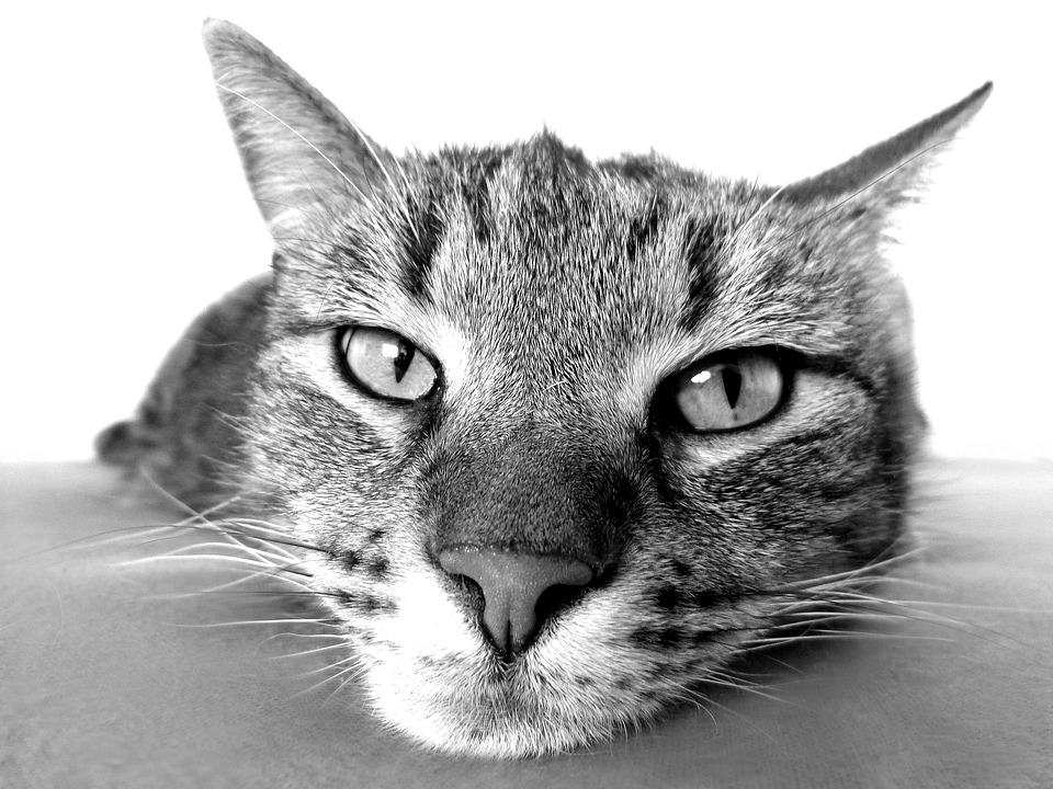 Das geheime Leben der Katzen: Verhaltensstudien
