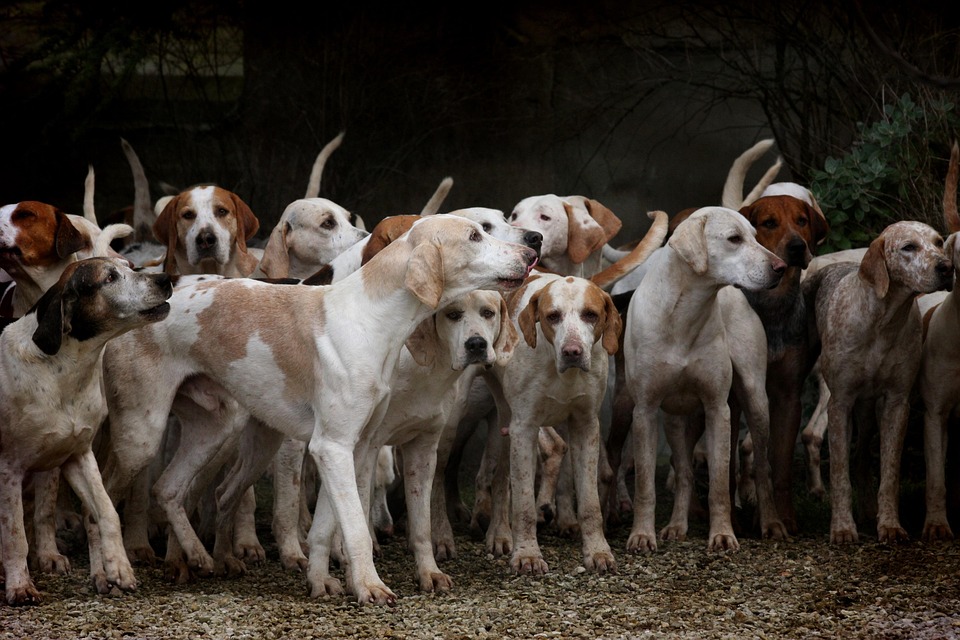 Hunde und das Band zwischen verschiedenen Haustieren