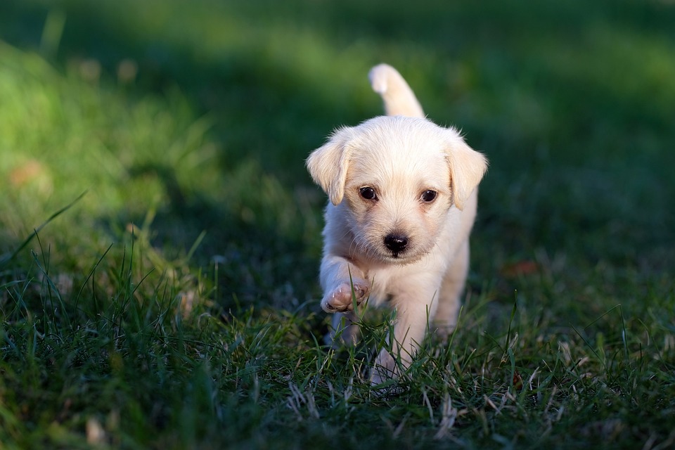 Hunde und das Phänomen des Hundetanzens