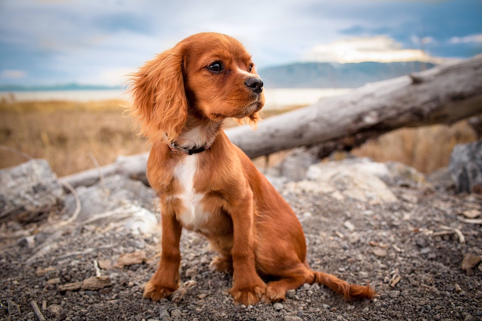 Hunde und das Verhalten des Stöberns: Warum sie es lieben