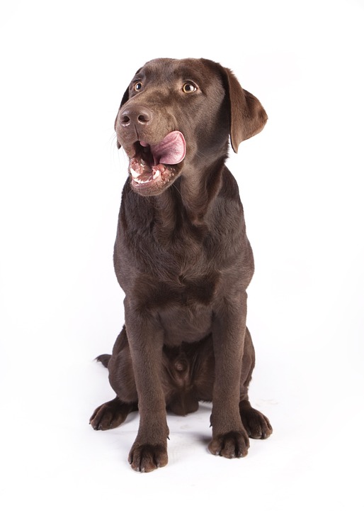 Hundefutter im Test: Trockenfutter Nassfutter oder BARF?