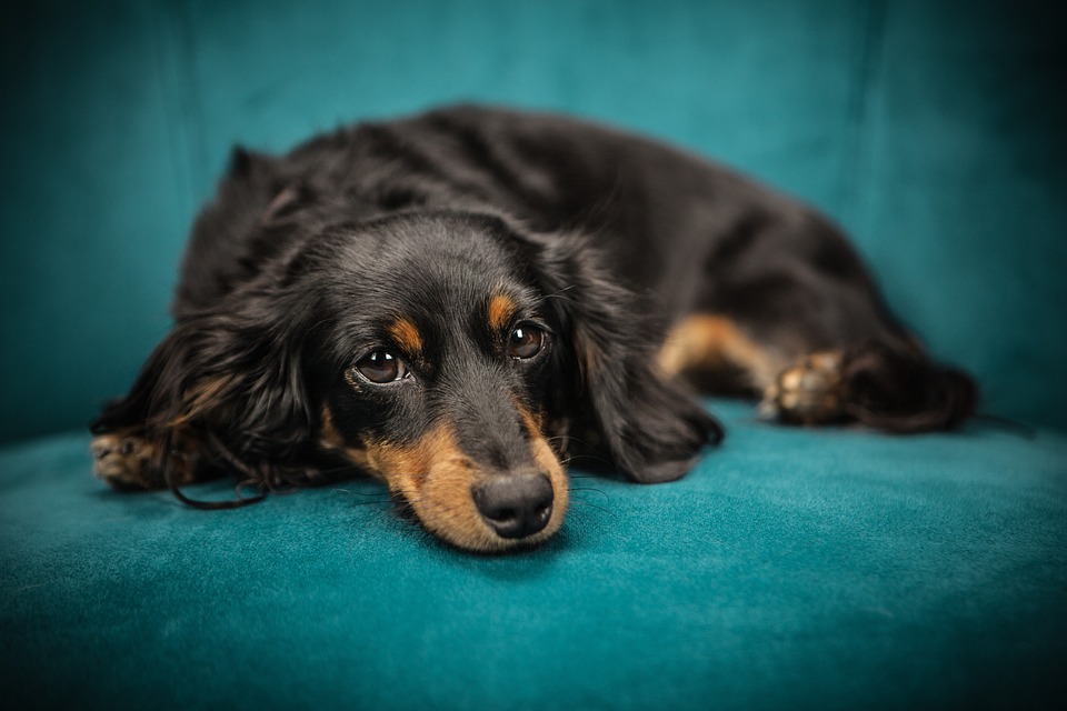 Hundetraining: Die Basics von Sitz Platz und Bleib