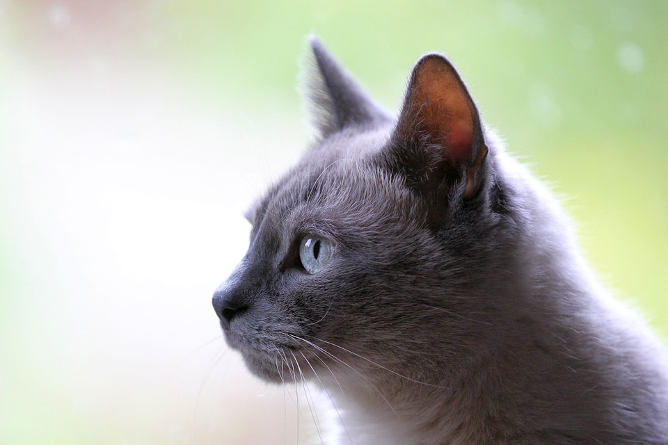 Katzen und das Bedürfnis nach Outdoor-Erfahrungen