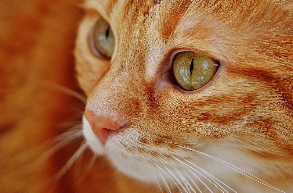 Katzen und das Geheimnis ihrer Stubenreinheit