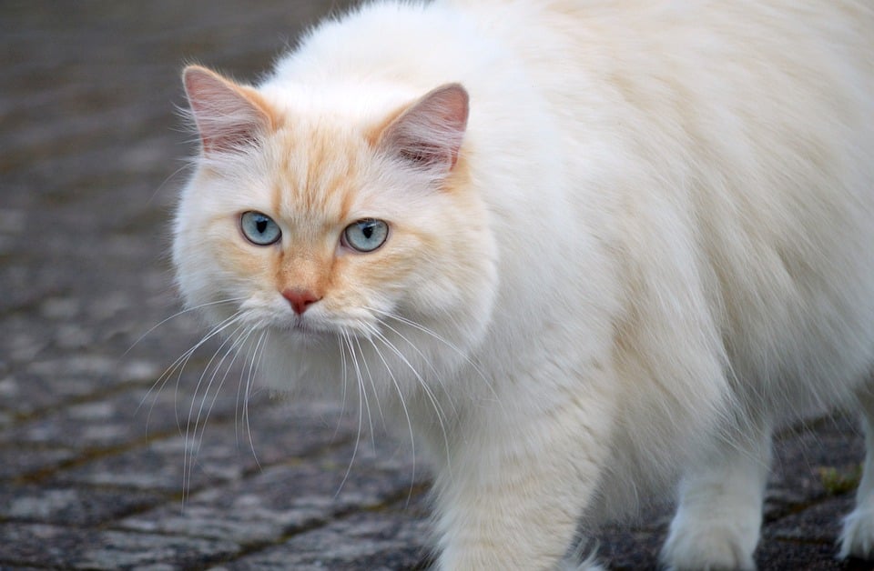 Katzen und das Phänomen des Cat-purring