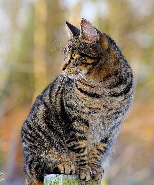 Katzen und das Phänomen des Catloafing