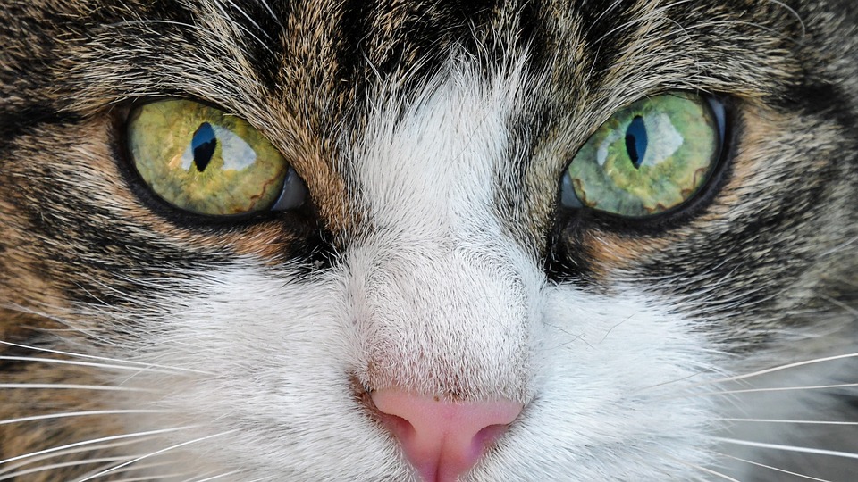 Katzen und das Verhalten des Fensterbeobachtens
