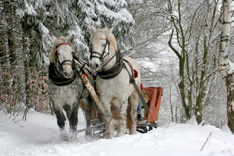 Pferde im Winter: Fellpflege und Fütterung