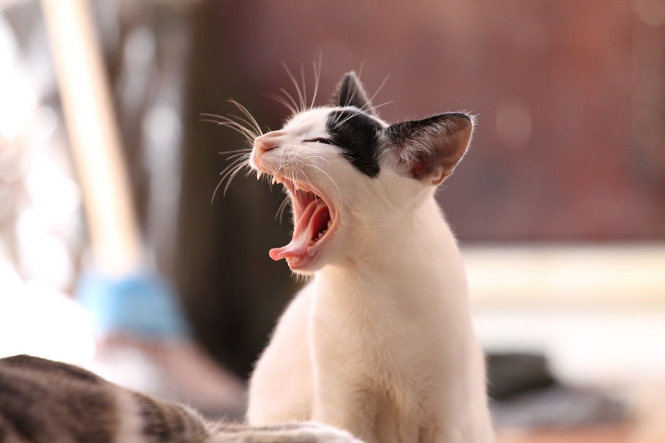 Warum schnurrt eine Katze? Wissenschaftliche Erkenntnisse