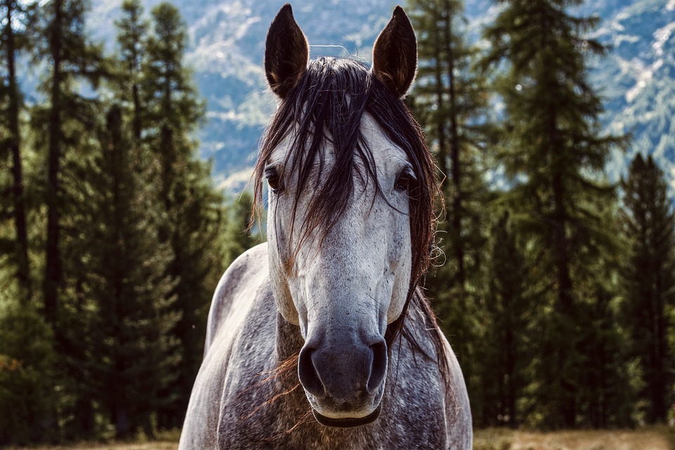 Die Sprache der Pferde: Verstehen und Verstanden werden