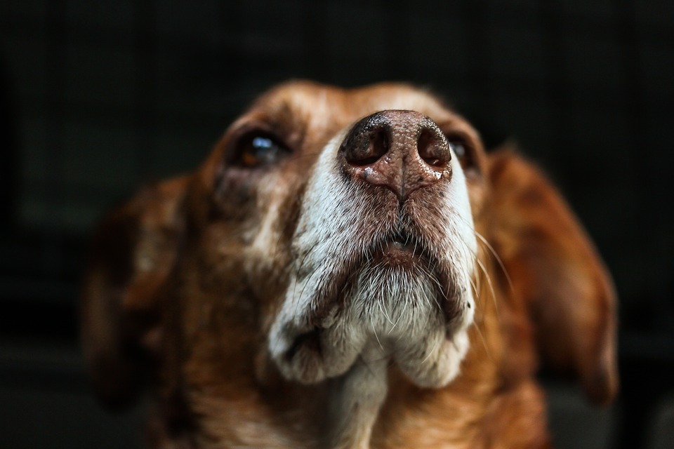 Hunderassen im Portrait: Vom Labrador bis zum Dackel