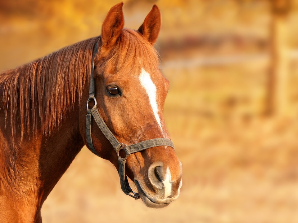Pferde im Alter: Besonderheiten und Pflege