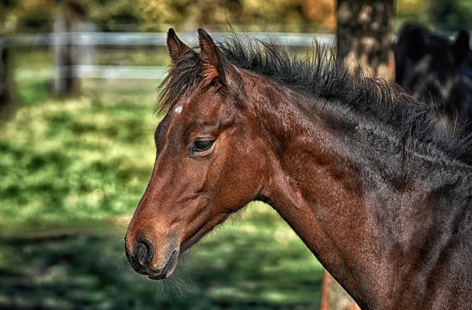 Ausbildung des Pferdes: Vom Fohlen zum Reitpferd