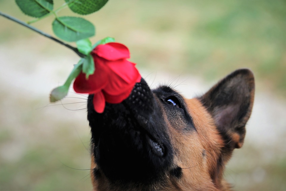 Erste Schritte im Hundetraining: Positive Verstärkung