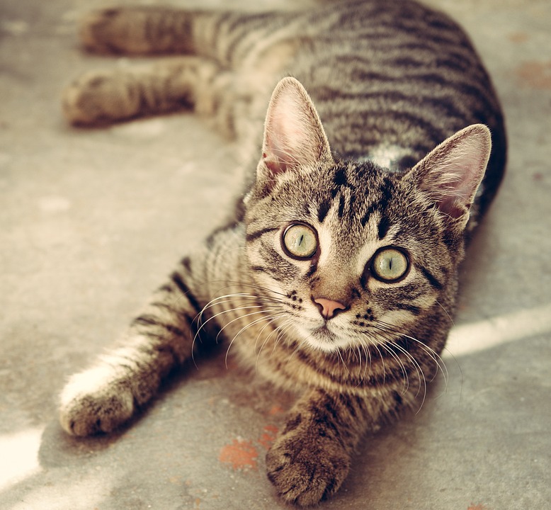 Tierärzte empfehlen: Die besten Diätfutter für Katzen