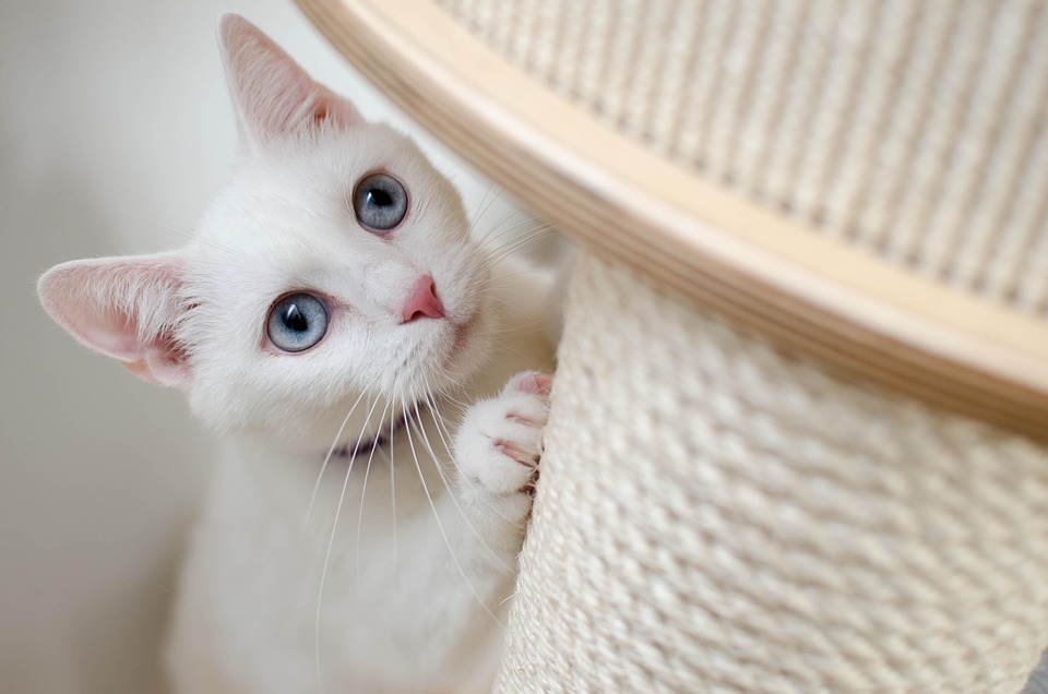 Wenn Katzen trauern: Verhalten und Unterstützung