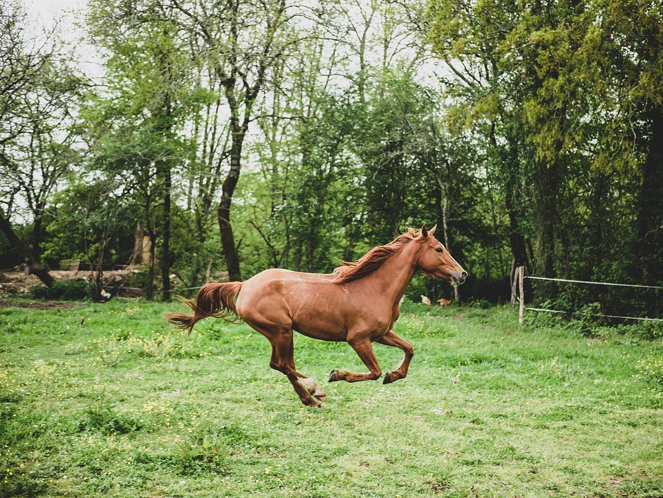 Giftpflanzen für Pferde: Was ist zu vermeiden?