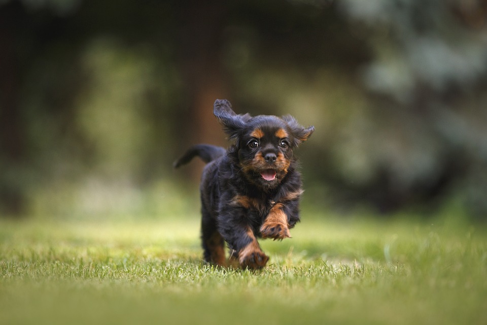 Hund im Büro: Vor- und Nachteile