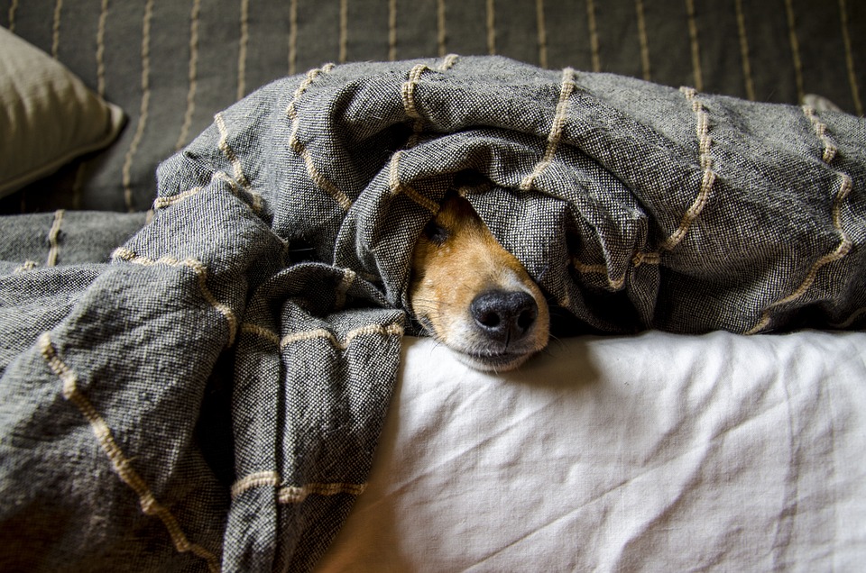 Hundefotografie: Tipps für das perfekte Bild