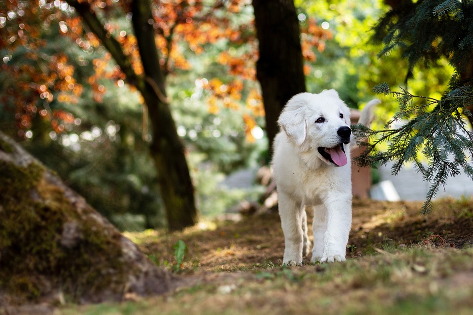 Rettungshunde: Training und Einsatzgebiete