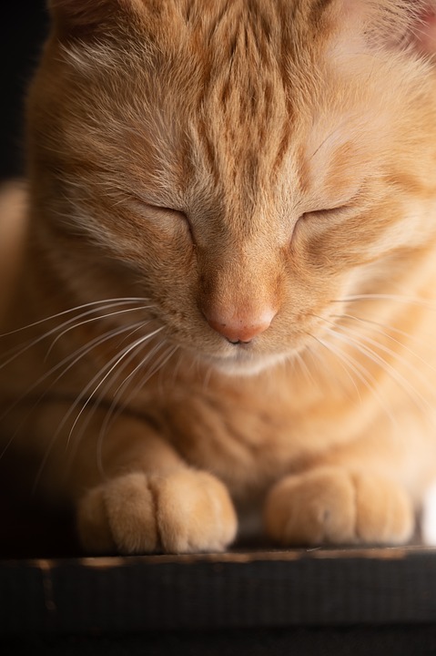 Clickertraining für Katzen: Grundlagen und Tipps