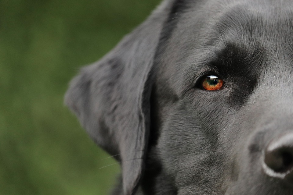 Hundeerziehung ohne Strafen: Ein moderner Ansatz