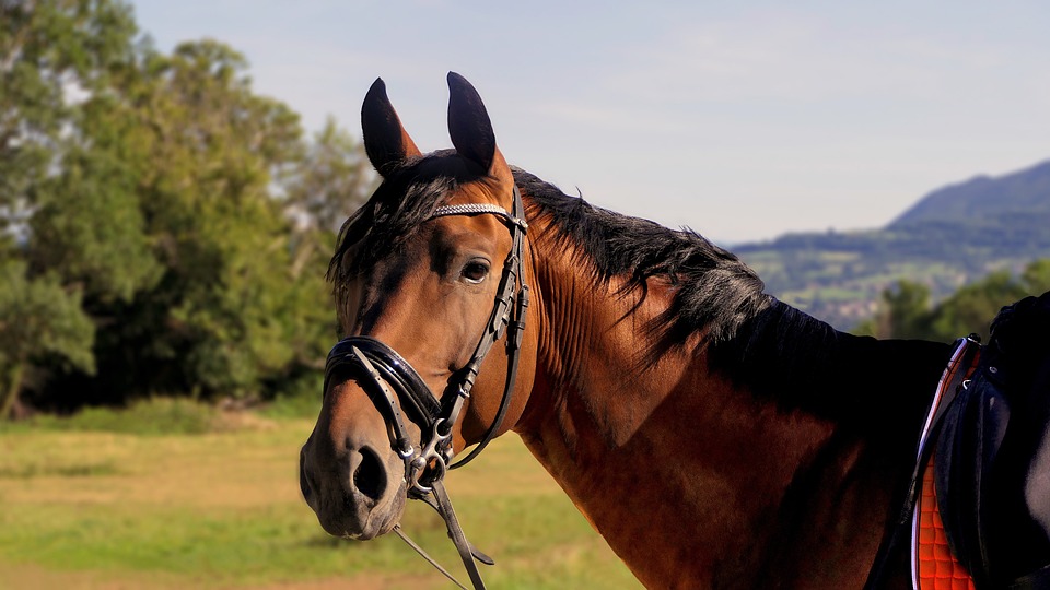 Alternative Therapiemethoden für Pferde