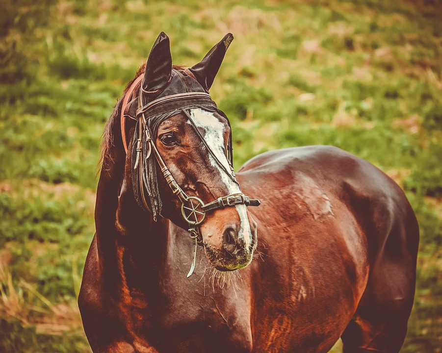 Ethologie des Pferdes: Instinkte und Verhalten