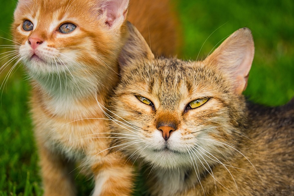 Gemeinsames Sorgerecht für Katzen: Was zu beachten ist