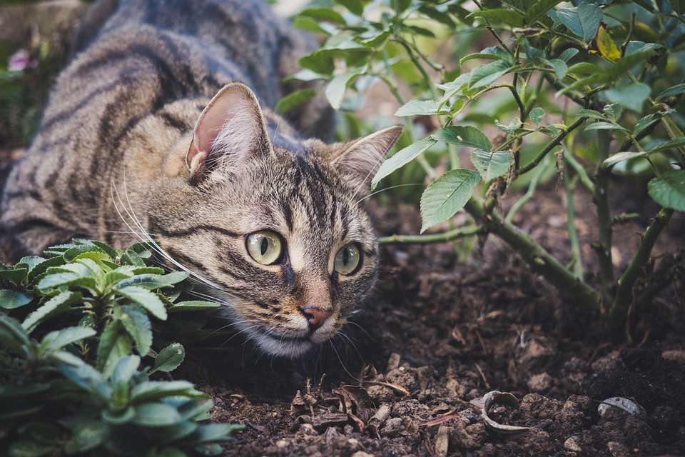 Katzen und Klimawandel: Was Besitzer wissen sollten