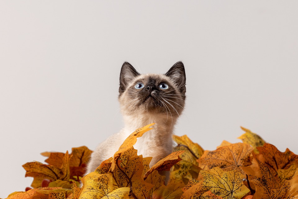 Multikatzenhaushalt: So vermeiden Sie Konflikte