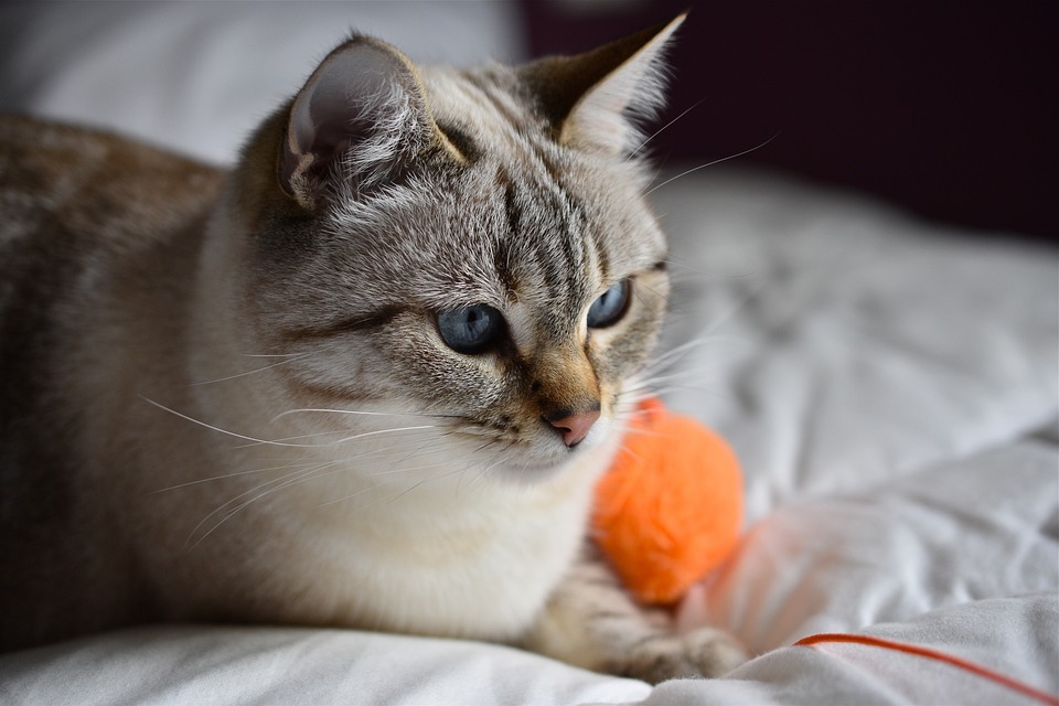 Stubenreinheit bei Katzen: Tipps und Tricks
