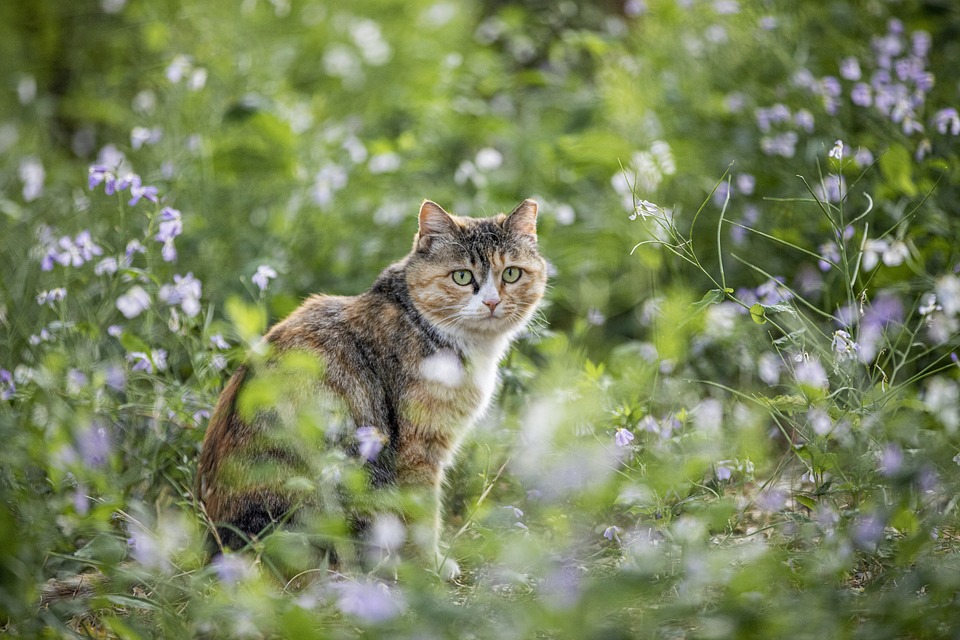 Aromatherapie für Katzen: Möglichkeiten und Risiken
