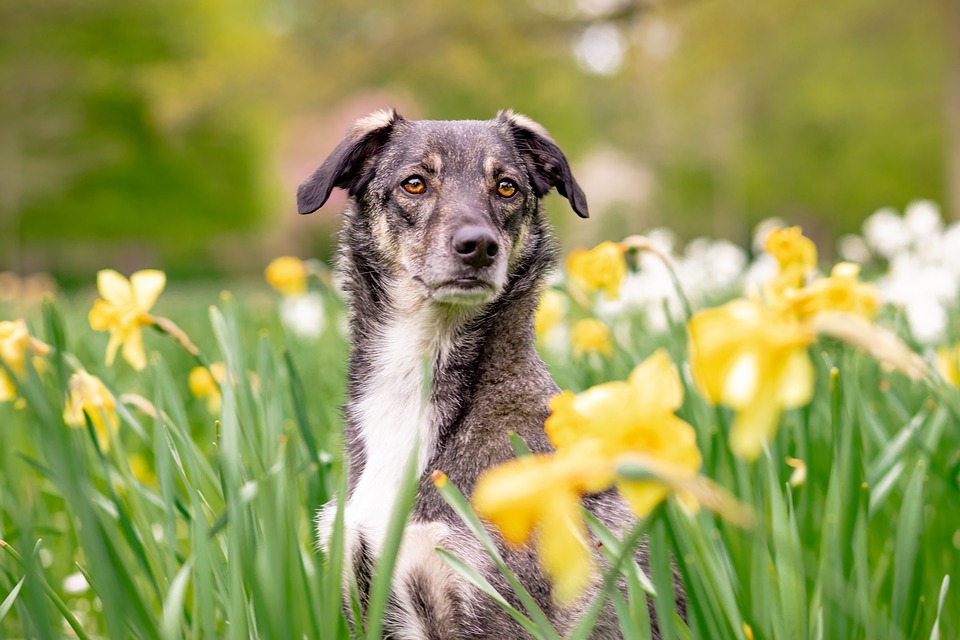 Haftung und Verantwortung: Rechtliches für Hundebesitzer