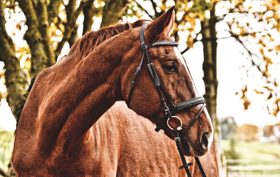 Arbeitsreiten: Pferde in Land- und Forstwirtschaft