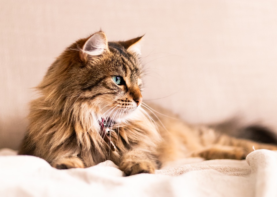 Das Geheimnis der neun Leben: Katzenmythen entmystifiziert