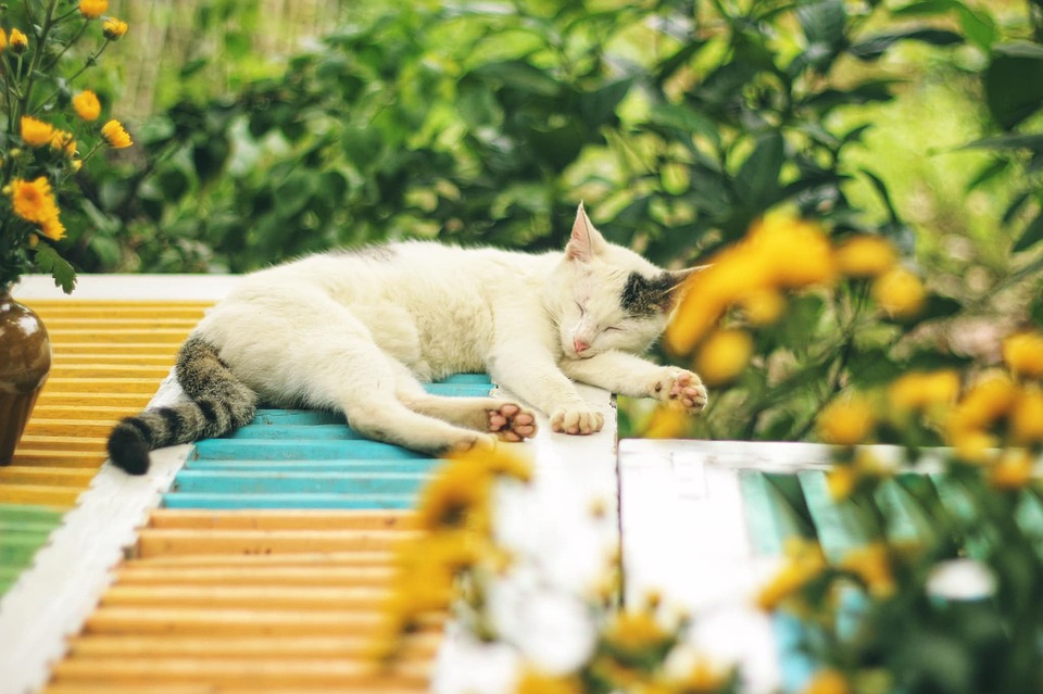 Nachhaltige Katzenpflege: Ein Leitfaden