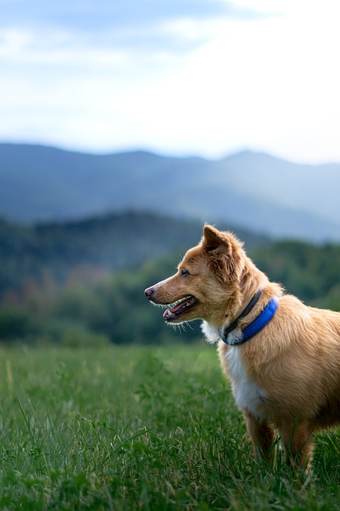 Outdoor-Aktivitäten mit dem Hund: Abenteuer in der Natur
