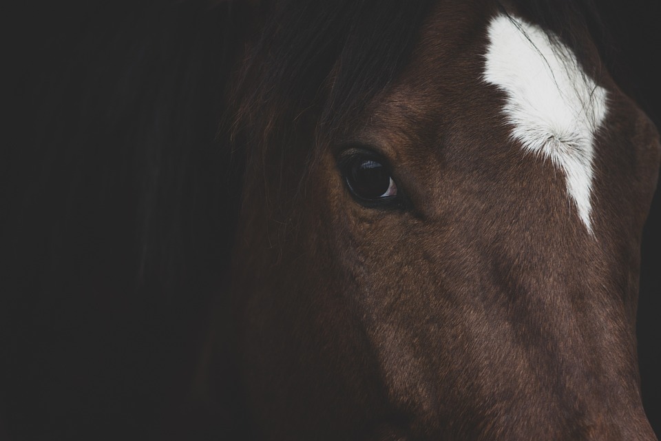 Pferdemärkte und Auktionen: Ein Ratgeber