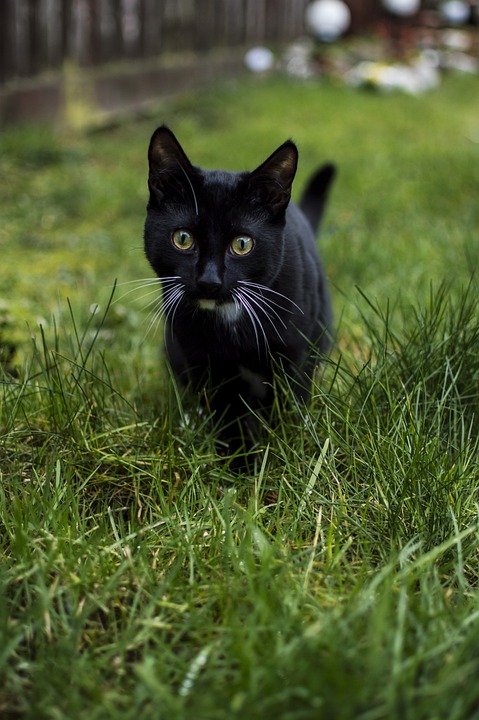 Die Anatomie einer Katze: Ein Grundkurs