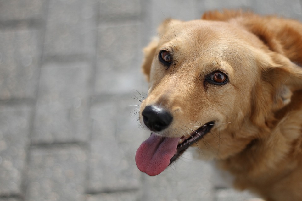 Die Auswahl der Hundeschule: Kriterien und Tipps