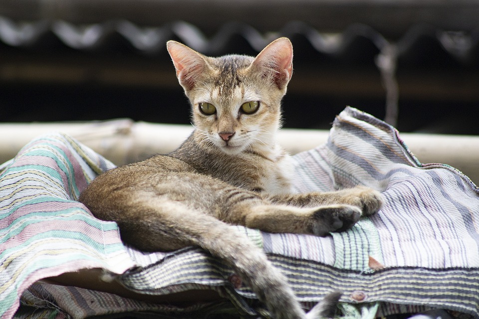 Die besten Bücher für Katzenliebhaber